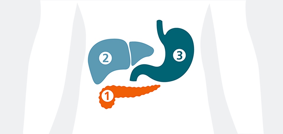 Numbered diagram of pancreas, liver, and stomach